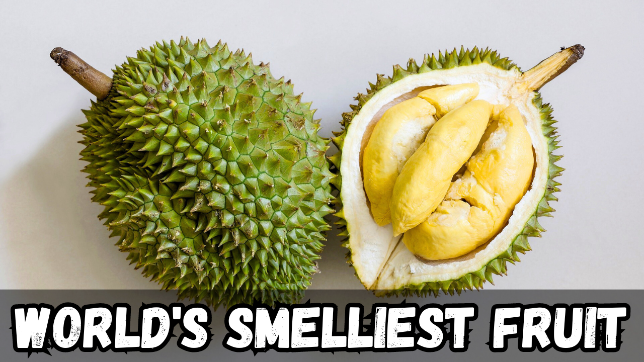 25 Interesting Facts About DURIAN and Why it Smells So Strong